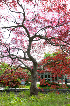 Japanese Maple Tree in Nature Park during spring bloom 