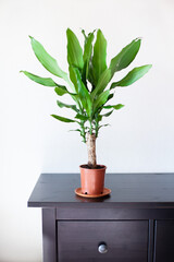 Houseplant dracaena in a brown pot at home interior. Home plants care and home gardening concept. Vertical image. Selective focus.