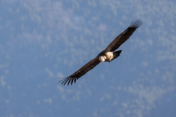 Griffon vulture in flight at Rémuzat en Provence, France