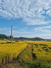 autumn golden rice field. 
Rural landscape.
