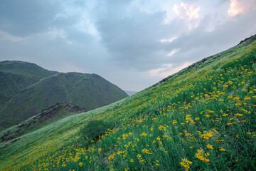 Yellow winter flowers in the Saudi Arabian desert