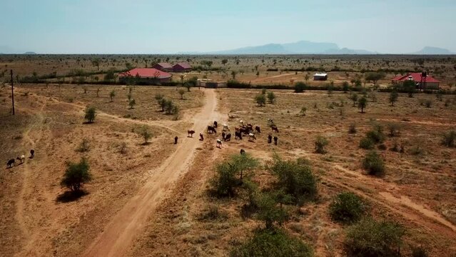 Aerial drone view of a rural area with wild animals in Uganda during a sunny day. 4k footage