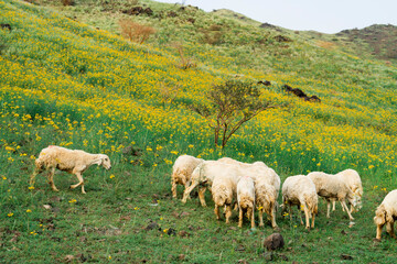 Yellow winter flowers in the Saudi Arabian desert