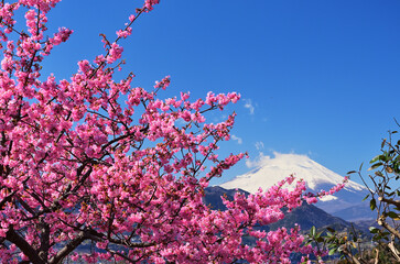 西平畑公園から見る冠雪の富士山と河津桜と青空