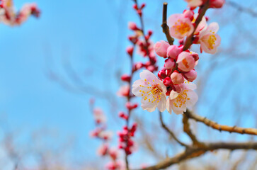 岩本山公園の梅と青空