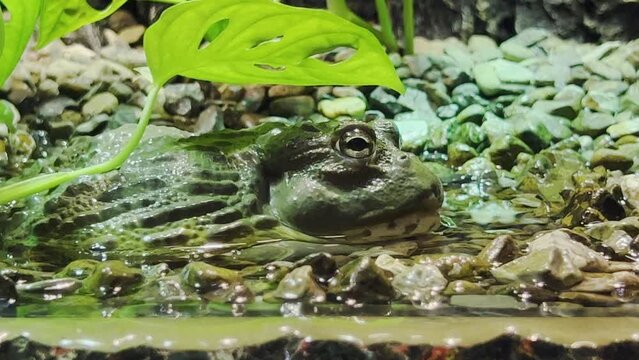 Green frog sitting above the water on some rocks stalking the prey