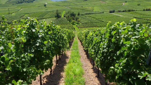 Walking up at hill slope in aisle between grapevine bushes, looking back. First person view of famous Alsatian vineyards, from backpacker perspective. Lush green vines at fertile summer time.