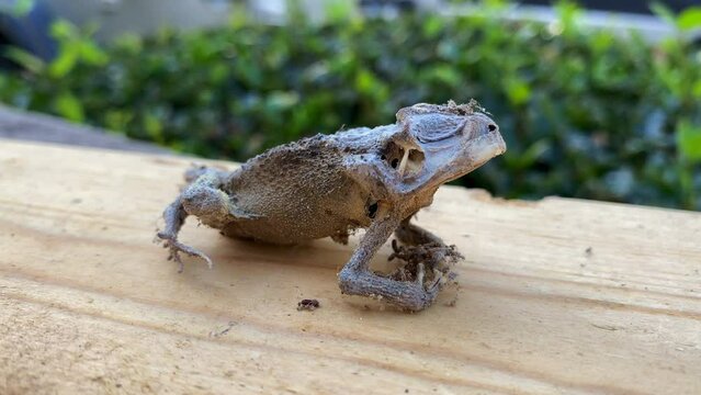 Close up of petrified frog on wooden board, full body, eyes closed