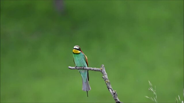 The bee-eater flies on the branch and then flies away again