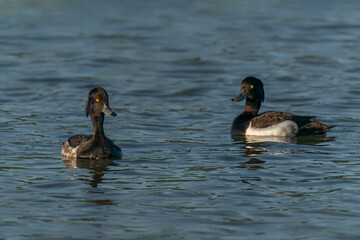 Two Tufted Duck (Anatidae) at a small lake. Arnhem the Netherlands                  