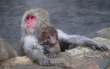Snow monkey parent and child in a hot spring in Nagano prefecture, Japan