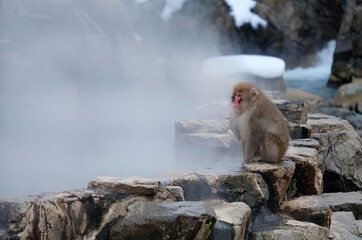 Snow monkey sitting next to a hot spring in Nagano prefecture, Japan