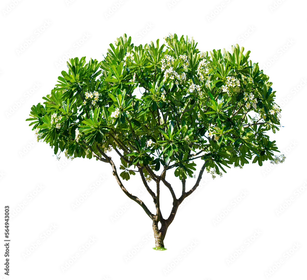 Sticker plumeria.isolated tree on white background. trees database botanical garden organization elements of