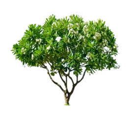 Fotobehang Plumeria Plumeria.Isolated tree on white background. trees database Botanical garden organization elements of nature,tropical trees isolated used for design,  © Gan