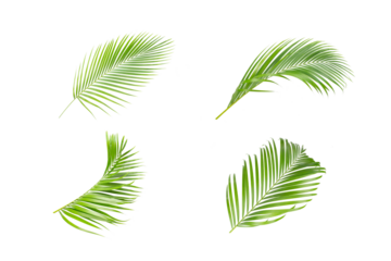 Green leaves of palm tree isolated on white background.The collection of trees green leaves of palm