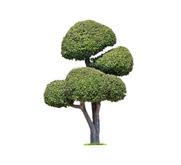 Tako trees bending.Isolated tree on white background ,bending trees database Botanical garden organization elements of nature in Thailand, tropical trees isolated used for design.