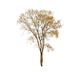 isolated big tree on White Background. tropical trees isolated used for design, advertising and architecture