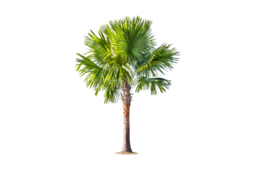 isolated big palm tree on White Background.Large palm trees database Botanical garden organization elements of Asian nature in Thailand,