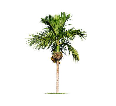 isolated big palm tree on White Background.Large palm trees database Botanical garden organization elements of Asian nature in Thailand,