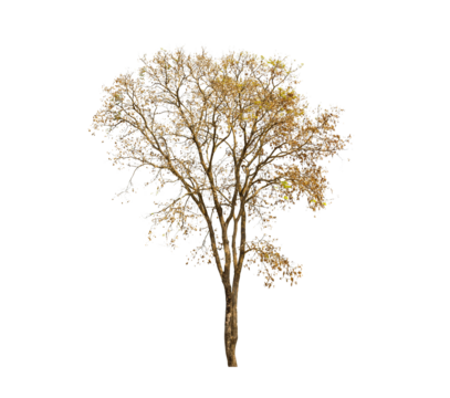 isolated big tree on White Background. tropical trees isolated used for design, advertising and architecture