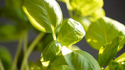 close up of fresh green basil plant 