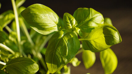 close up of fresh green basil plant 