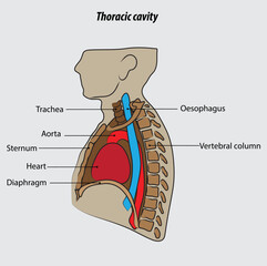 Thoracic cavity lateral view vector illustration drawing labeled