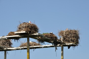 Avairo stork nest in Portugal