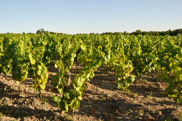 The Nantes vineyard at Maisdon sur Sevre
