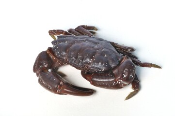 crab on a white background