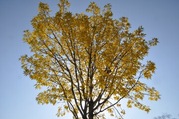 Tree in autumn colors in Normandy