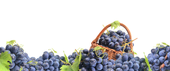 Grape fruit isolated