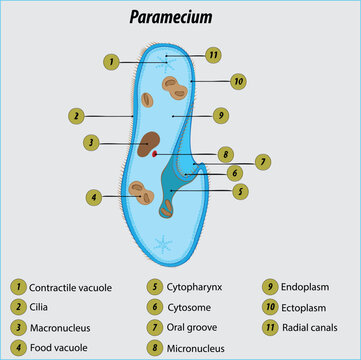 Paramesia Paramecia Billeder – Gennemse 339 stockfotos, vektorer og videoer ...