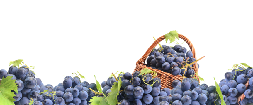 Grape fruit isolated