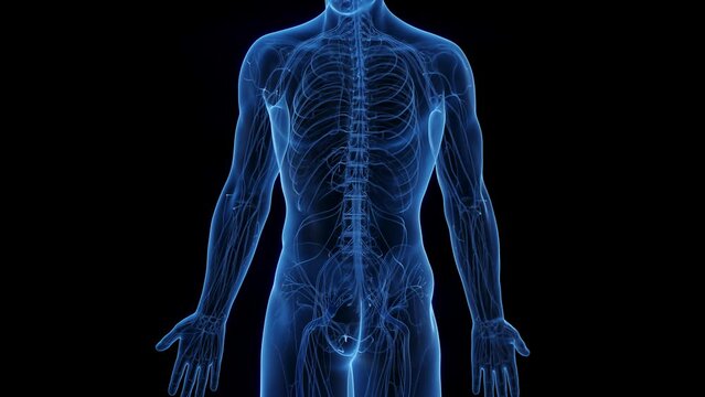 3D rendered medical animation of a nerve scan
