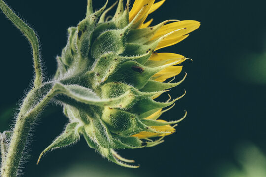 Close-up of sunflower growing outdoors