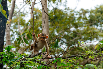 Cute little monkey is sitting on a branch in the forest