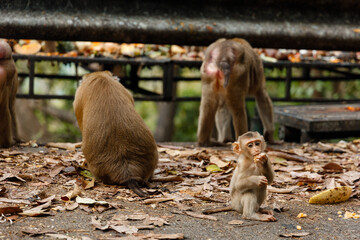 A cute little monkey sits on the road and eats fruit against the background of two big monkeys