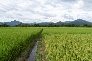 Fototapeta premium Green Terraced Rice Field. rice is growing in the field background