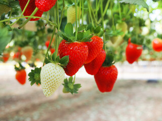 Flying strawberries from Israel