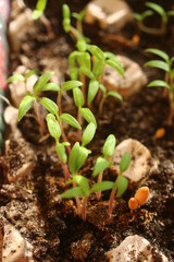 Pomidor Solanum © Perovskia