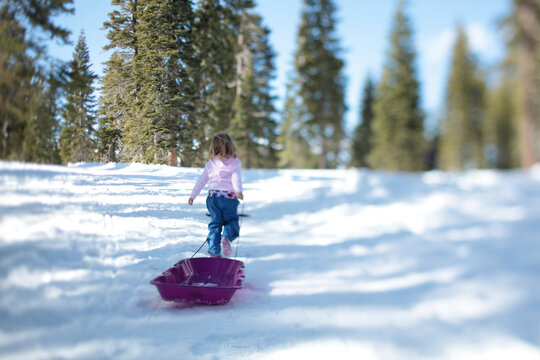 A three year-old girl with a purple sled in the snowy wilderness of Lake Tahoe, Calfornia.