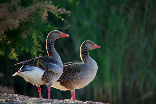 anser anser / greylag goose in Do&Atilde;&plusmn;ana National Park. Huelva. Sevilla