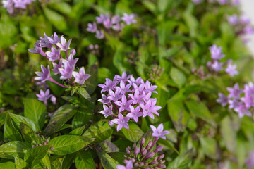 close up of purple flowers with green leafs