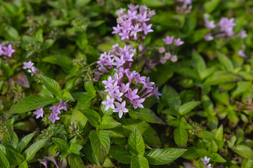 Fototapeta premium purple flowers in the garden with green leaves