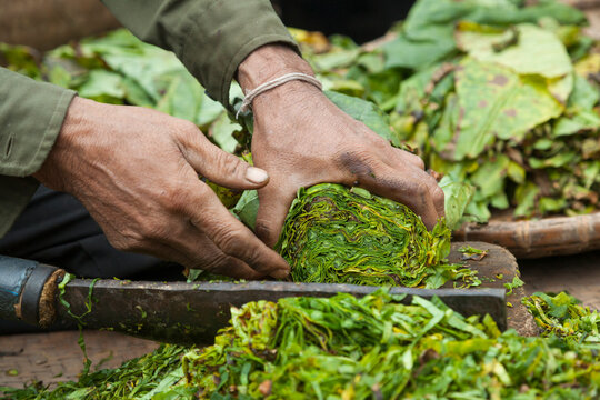 Man chopping tobacco leaves into strips, Ban Phon Hom, Phongsaly, Laos