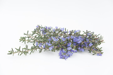 ハーブのローズマリー