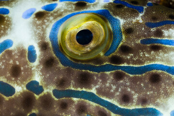Close up of eye of scribbled filefish (Aluterus scriptus), Egypt