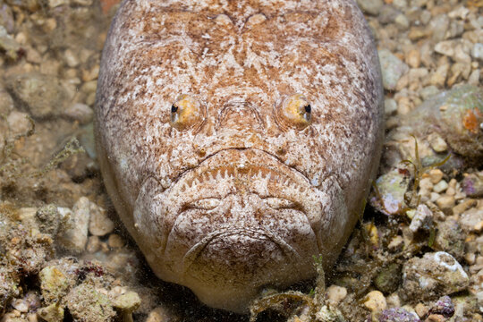 Star Gazer (Uranoscopus Scaber)