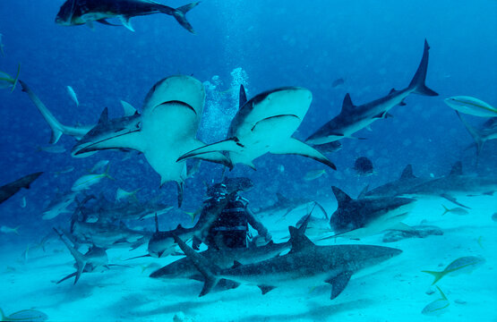 Caribbean reef shark, shark feeding, Carcharhinus perezi, Bahamas, Caribbean Sea